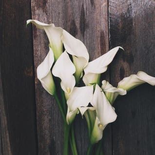 Calla Lilies by Olivia Joy StClaire