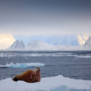 Walrus Resting by Ondrej Prosicky