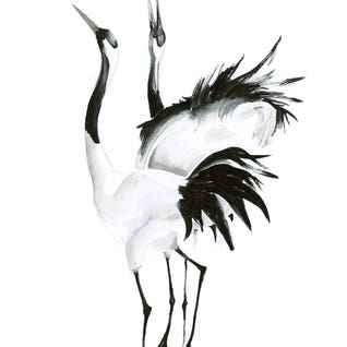 Black & White Animal Art