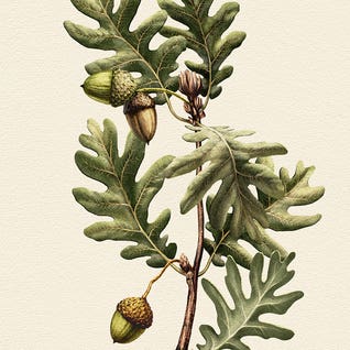 Vintage Botanical Illustrations - 2026 Art Trends