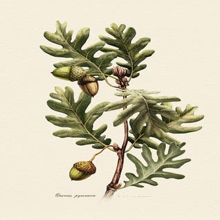Vintage Botanical Illustrations - 2026 Art Trends