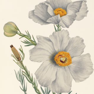 Flowers Feature - Feb 26