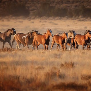 Horse Run VII by PHBurchett