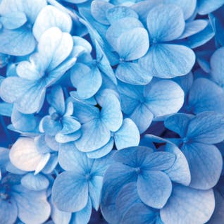 Floral Close-Ups Art