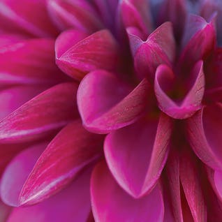 Macro Photography Square