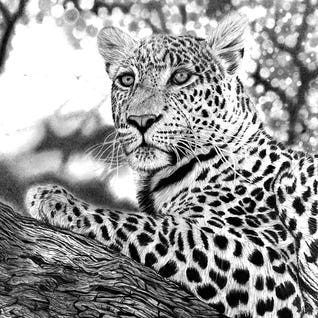 Hand Drawing & Illustrations Feature Paper Prints CLP