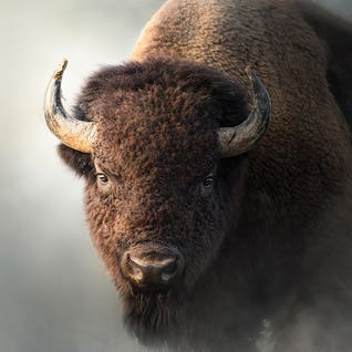 Oversized Photography