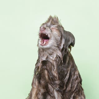Wet Dog, Chelsea by Sophie Gamand