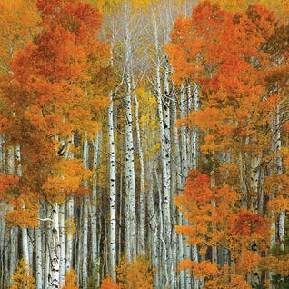 Dalmatian Autumn by Bill Sherrell