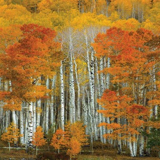 Dalmatian Autumn by Bill Sherrell