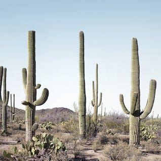 Cactus Land by Sisi & Seb