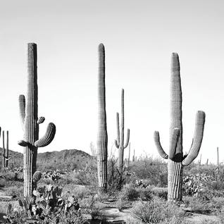 Gray Cactus Land by Sisi & Seb