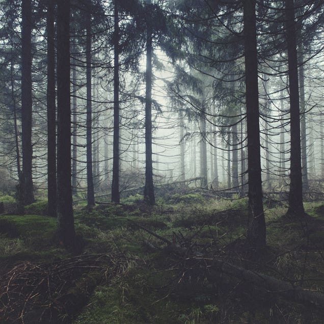 Through The Trees by Tordis Kayma