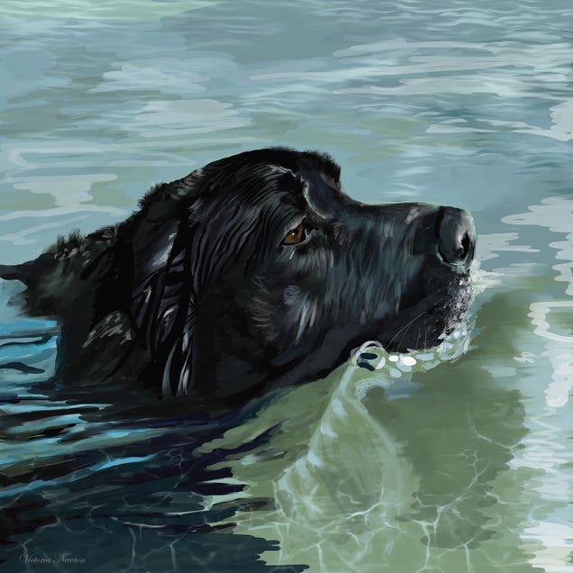 Black Lab Swimming by Vicki Newton