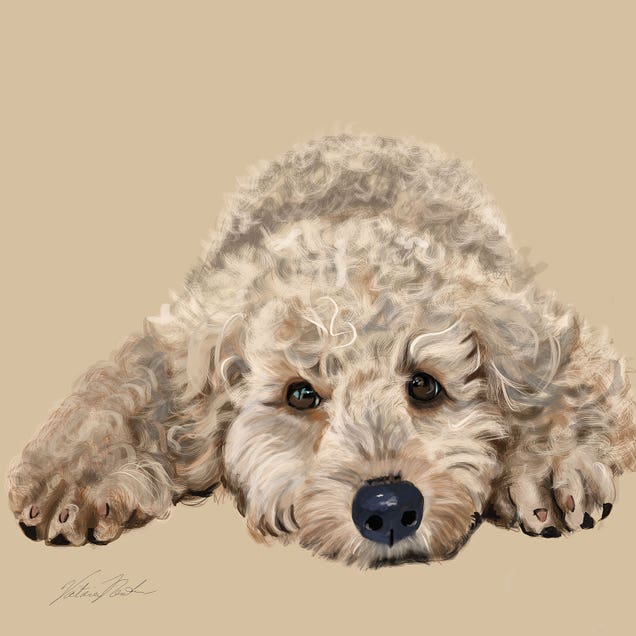 Labradoodle by Vicki Newton