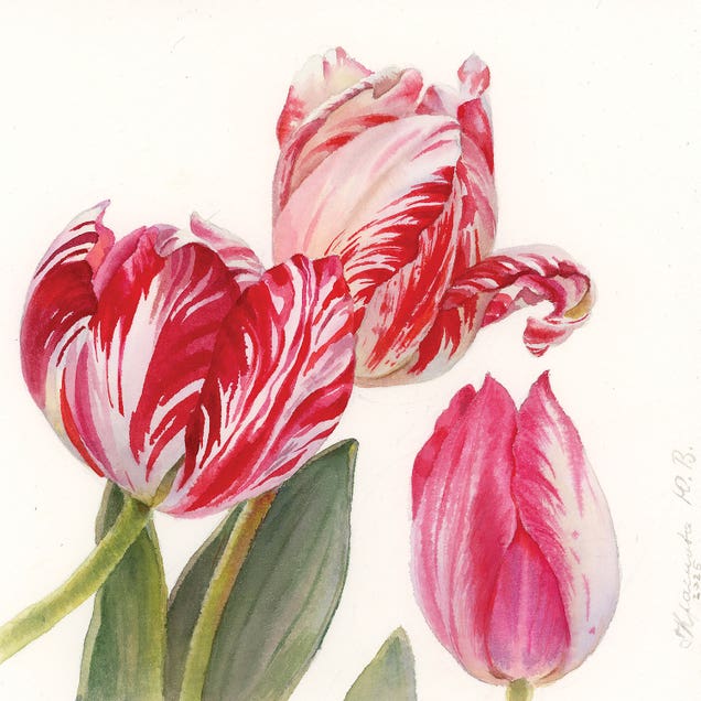 Variegated Tulips by Yulia Krasnov