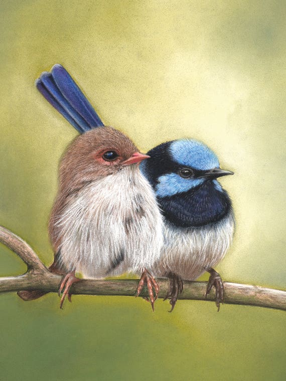 Superb Fairy Wren Couple by Ann Hutchinson