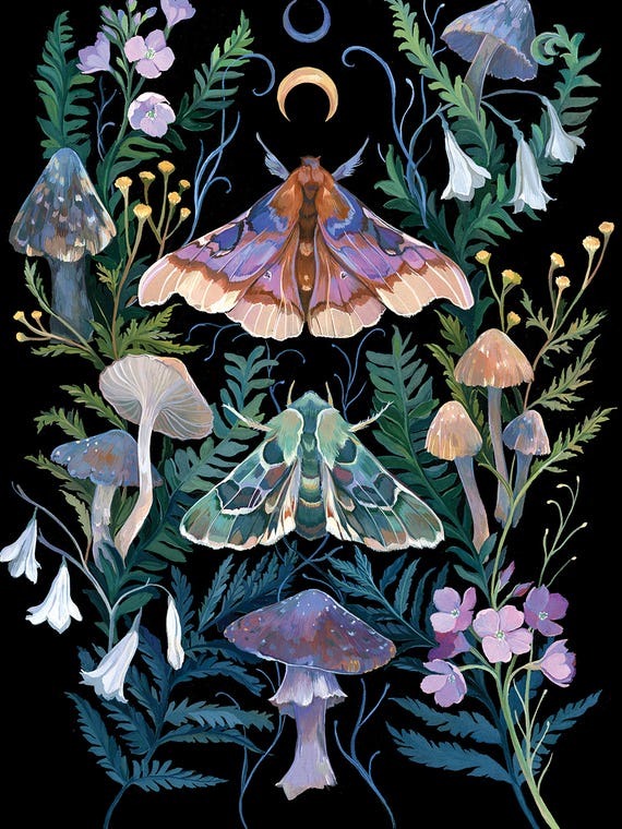Sphinx Moth by Clara McAllister