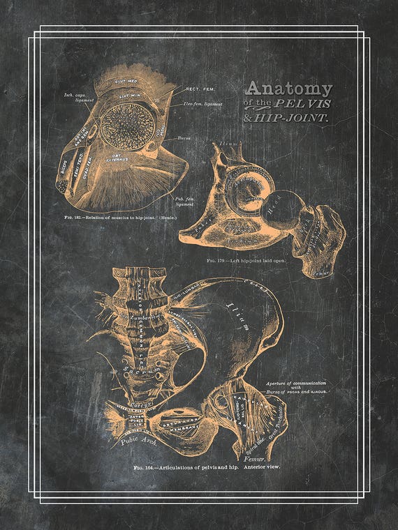 Anatomy Of The Pelvis And Hip Joint by Lauren Hausele