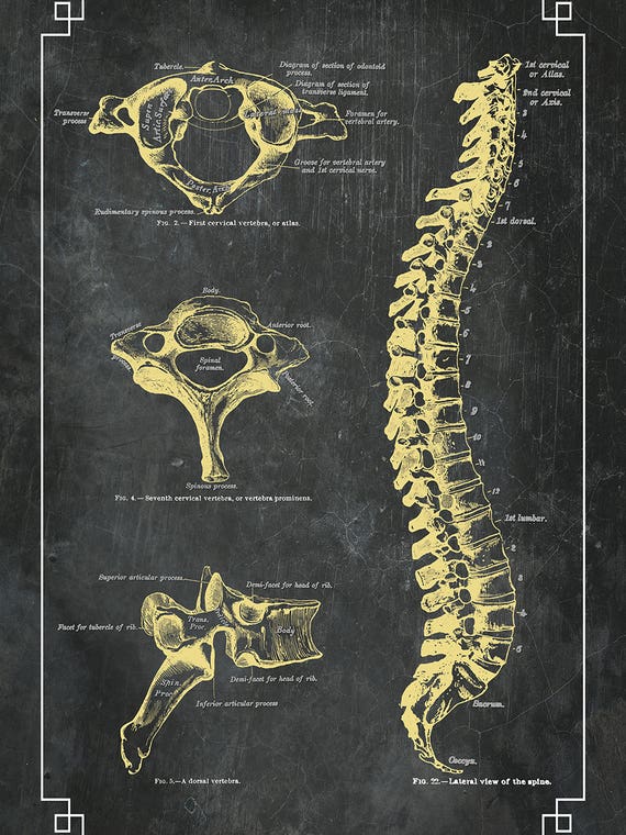 Bones Of The Spine by Lauren Hausele