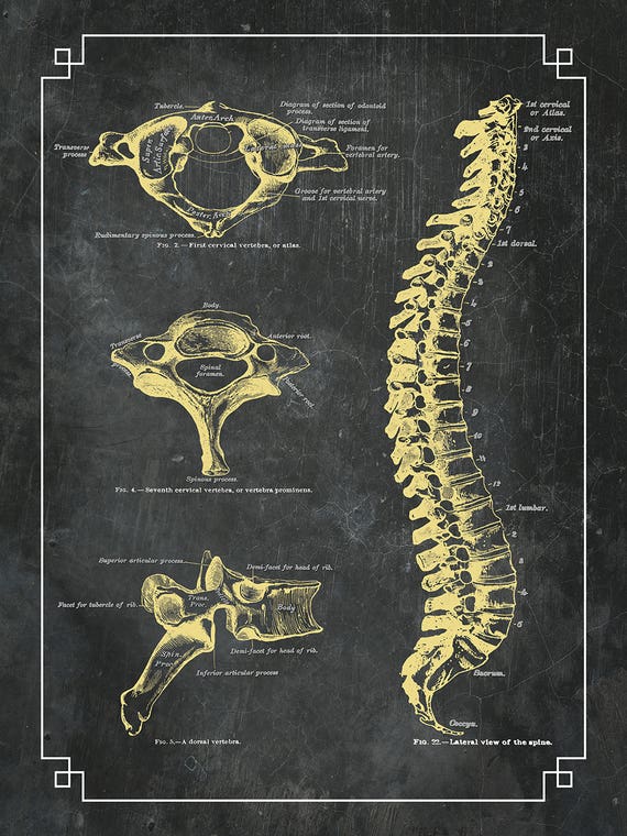 Bones Of The Spine by Lauren Hausele
