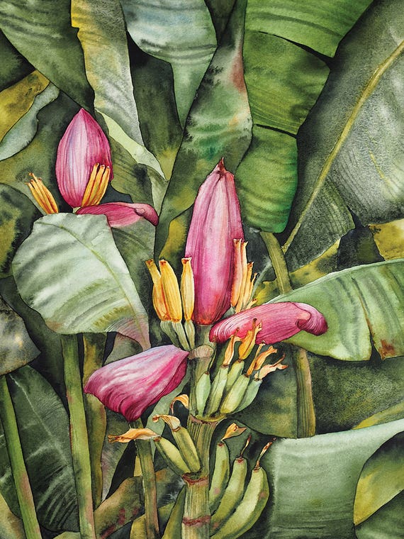 Banana Flower by Delnara El