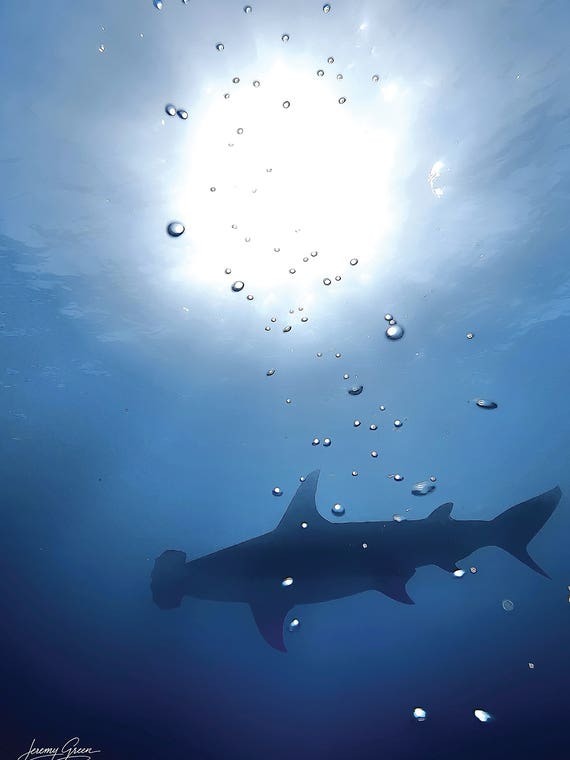 Bimini Great Hammerhead Shark Silhouette by Diver Jerry