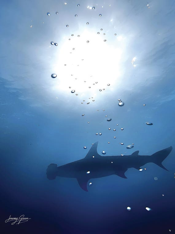 Bimini Great Hammerhead Shark Silhouette by Diver Jerry