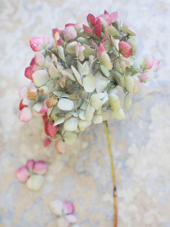 Pastel Dried Hydrangea I by Alyson Fennell