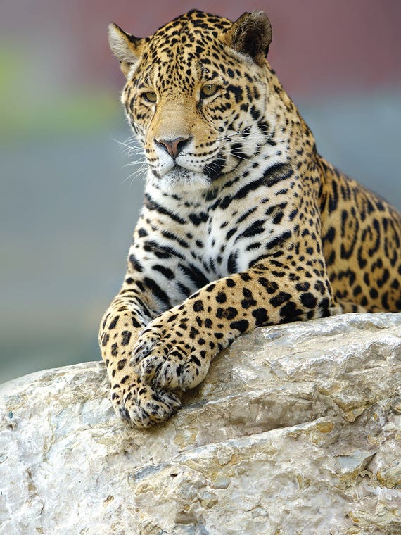 Jaguar III by Goran Anastasovski