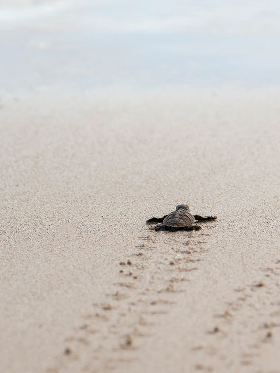 Baby Turtle by Hannah Prewitt