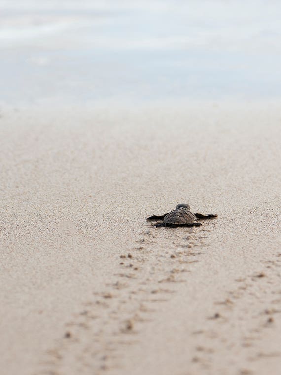 Baby Turtle by Hannah Prewitt