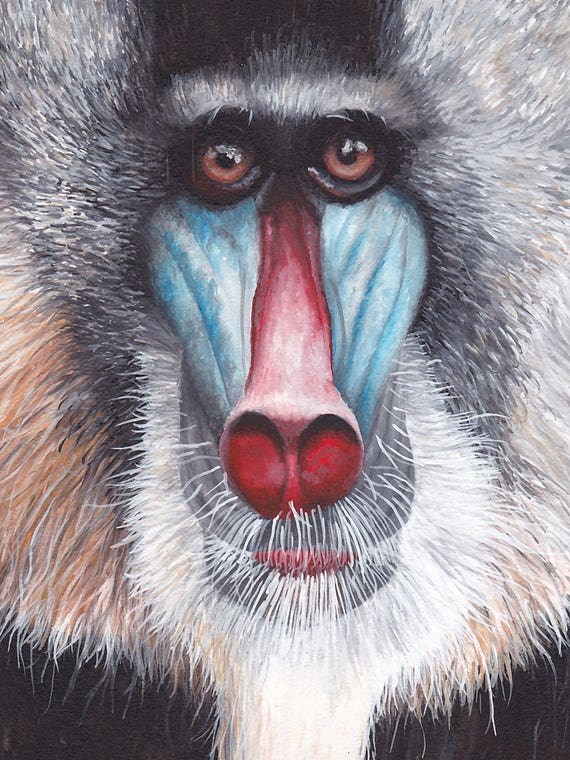 Mandrill by KAK Art & Designs