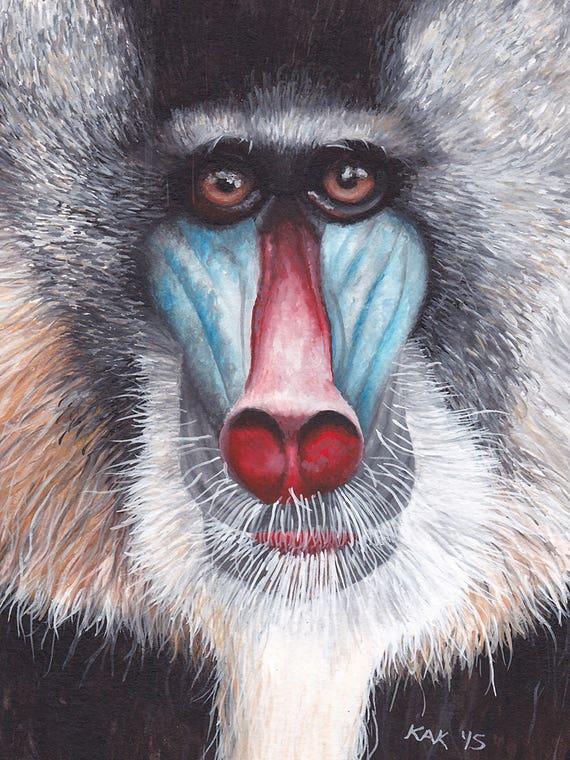 Mandrill by KAK Art & Designs 