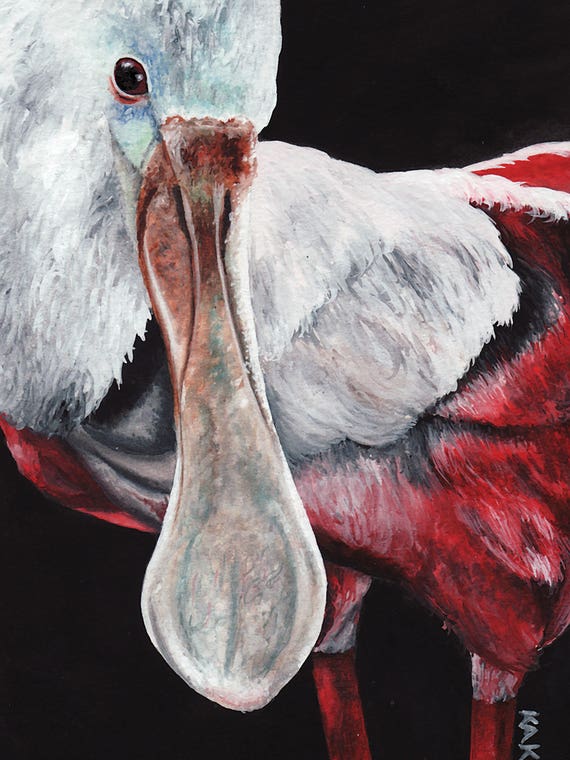 Spoonbill by KAK Art & Designs