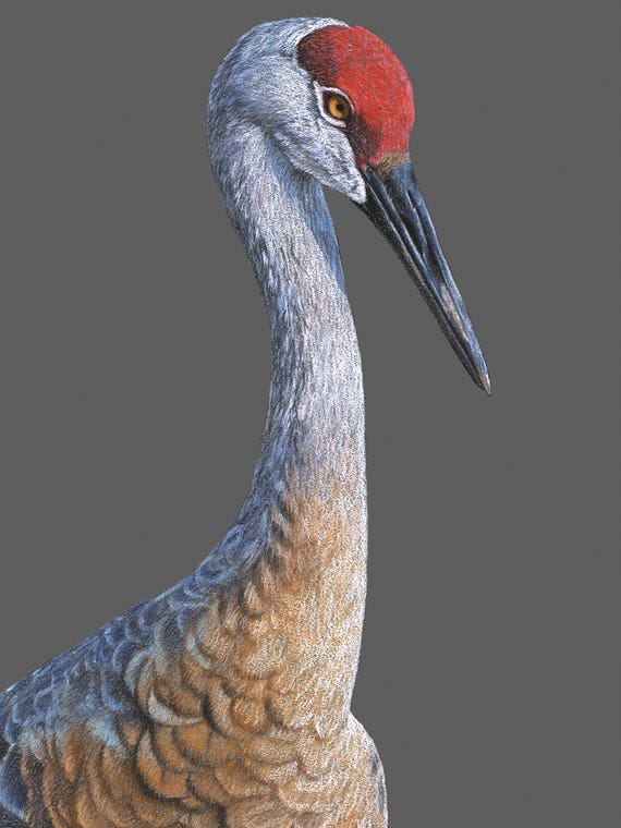 Sandhill Crane by Mikhail Vedernikov