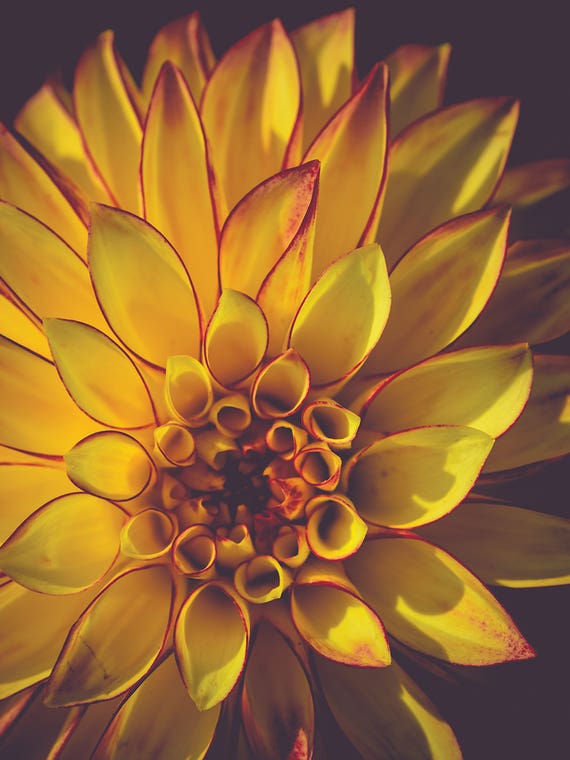 Dahlia, Yellow by Olivia Joy StClaire