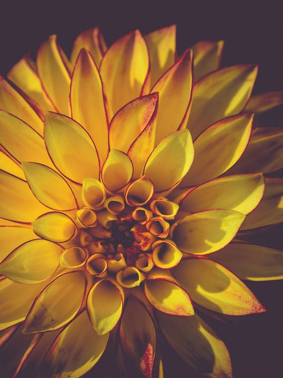 Dahlia, Yellow by Olivia Joy StClaire