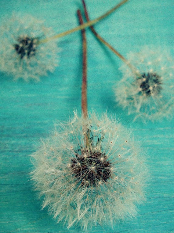 Make A Wish by Olivia Joy StClaire