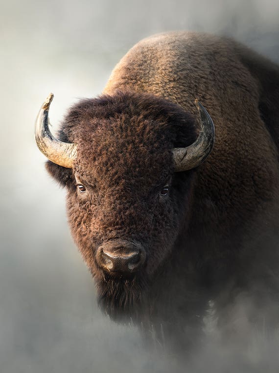 Bison In The Mist by Patsy Weingart