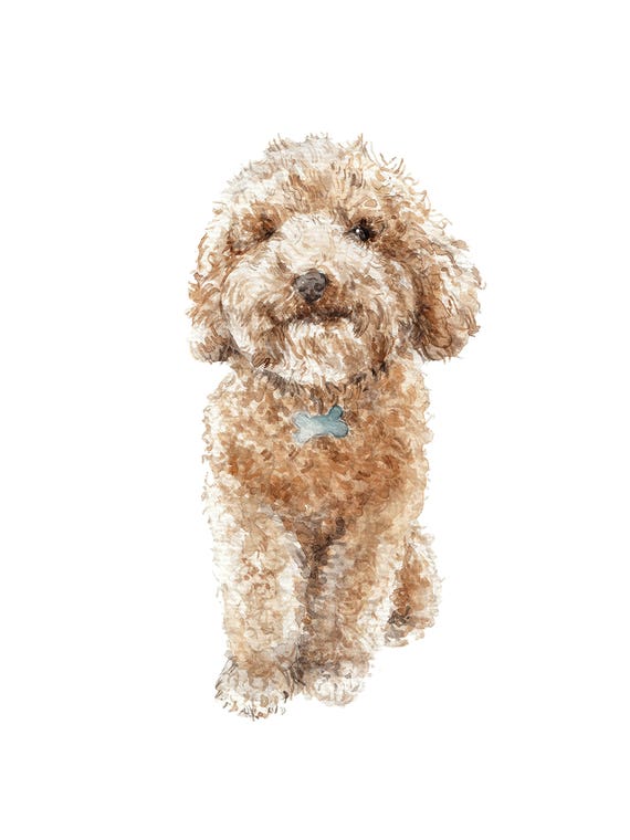 Apricot The Happy Poodle Puppy by Wandering Laur