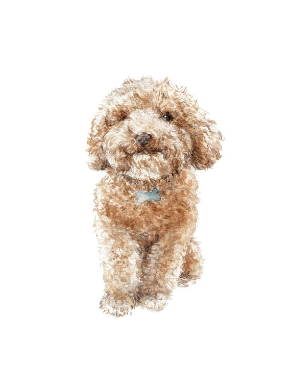 Apricot The Happy Poodle Puppy by Wandering Laur 