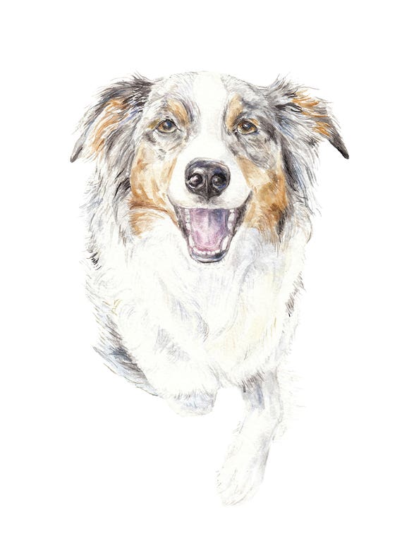 Smiling Australian Shepherd by Wandering Laur