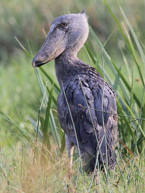 Shoebill - Victoria Nile Delta, Murchison Falls National Park, Uganda, East Africa by Ramona Heiner