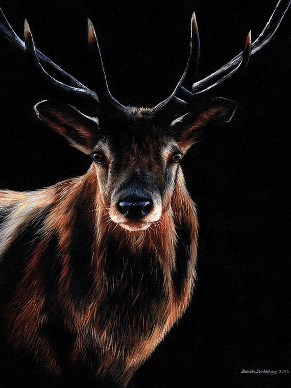 Stag by Sarah Stribbling