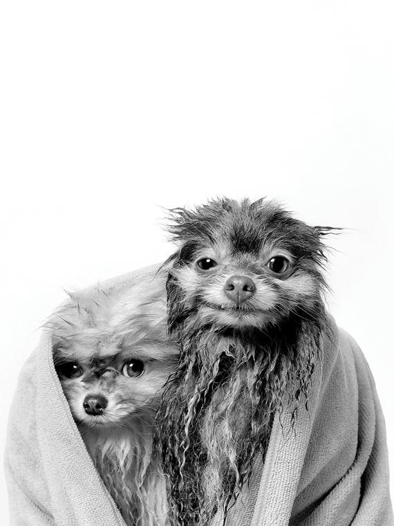 Wet Dogs, Chelsea And Pancake, Black & White by Sophie Gamand