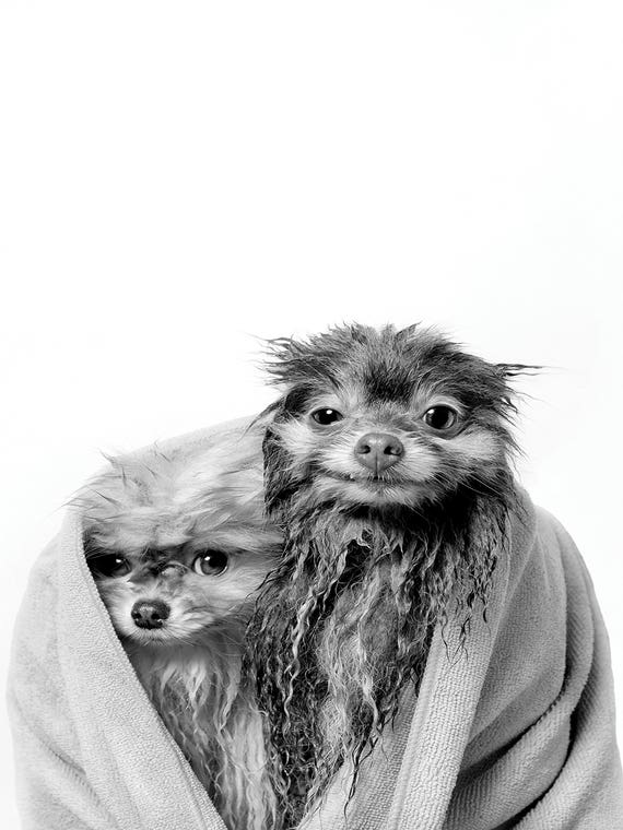 Wet Dogs, Chelsea And Pancake, Black & White by Sophie Gamand