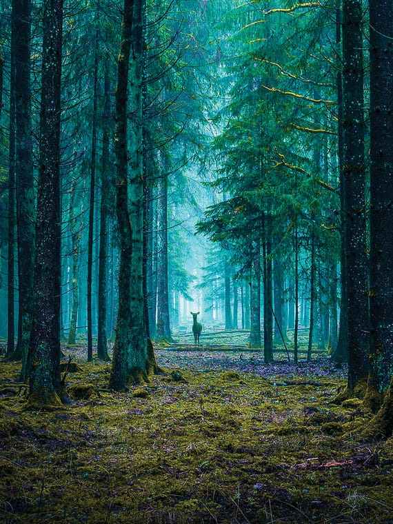 The Forest by Siroj Hodjanazarov