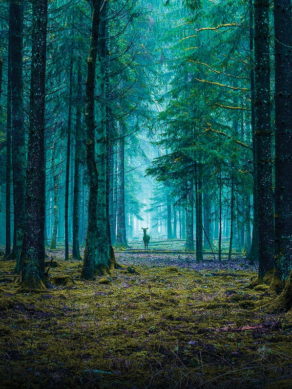 The Forest by Siroj Hodjanazarov