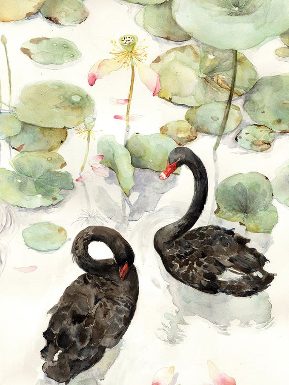 Lotus Lake With Black Swans by Violetta Boyadzhieva